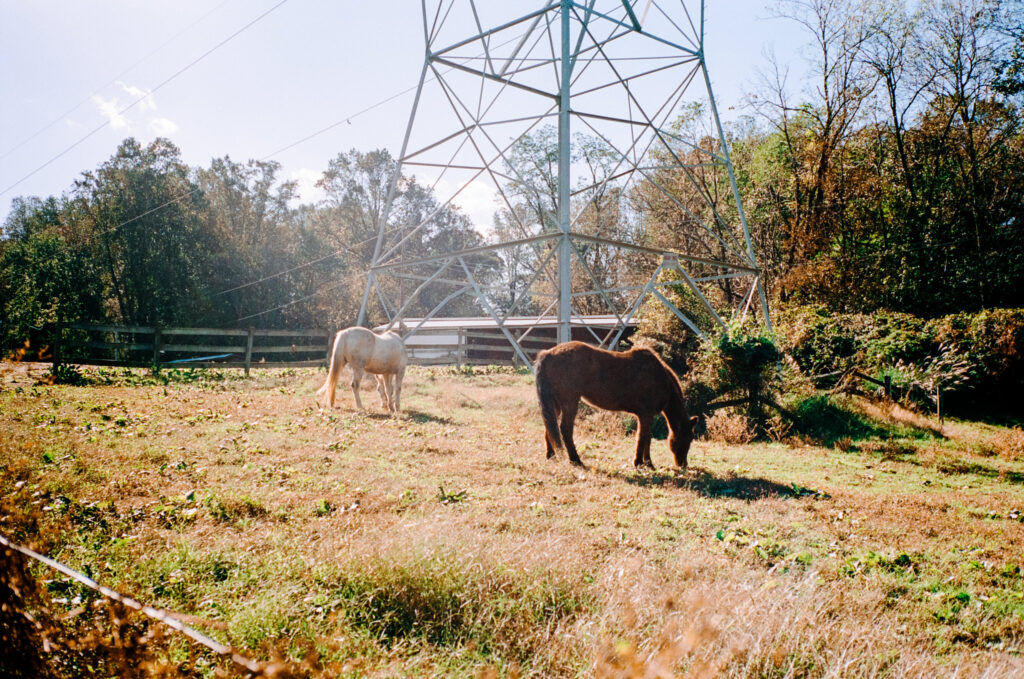 Horses on Leica M6 film