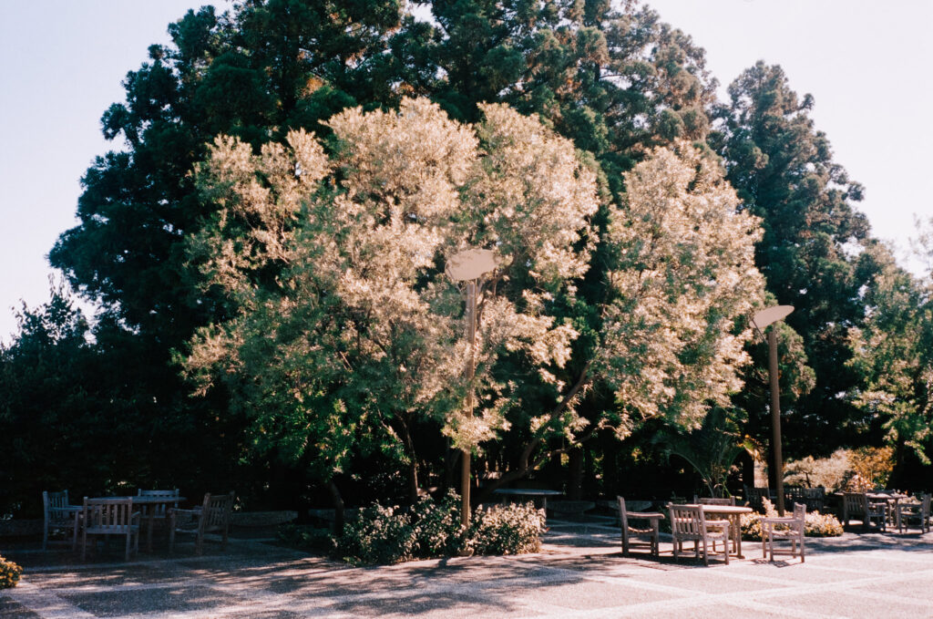 Big tree in park