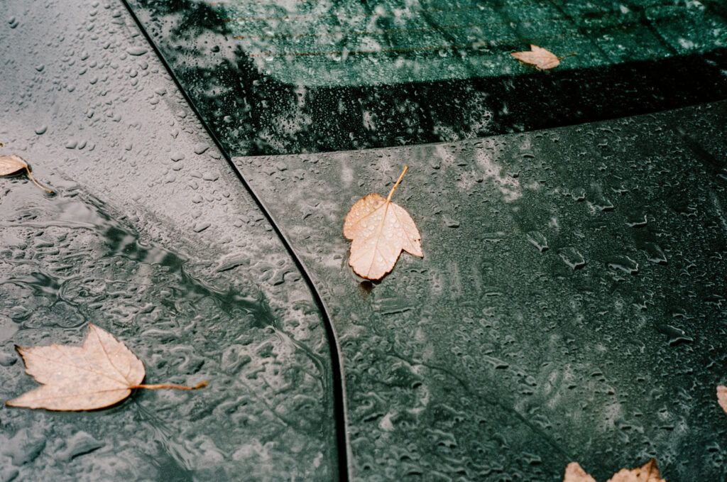 leaf on car